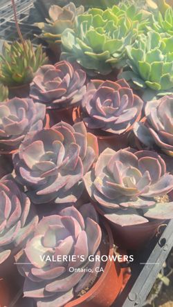 ECHEVERIAS