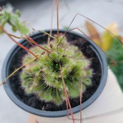 Sundew Drosera Spatulata Carnivorous Plant
