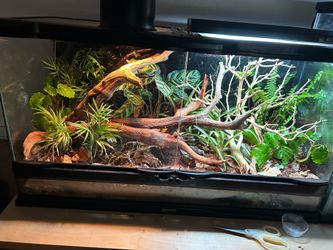 Reptile tank