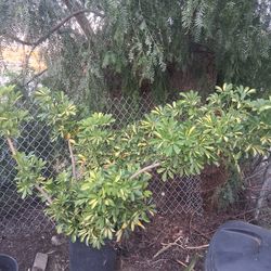 Variegated scheflerra