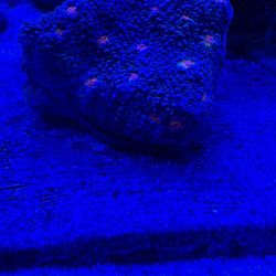 Fake Coral Miami Hurricane Chalice 