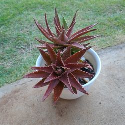 Short Leave Aloe