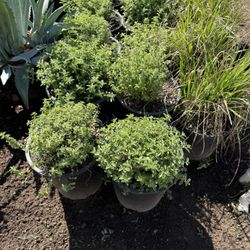 Oregano Plants 5 Gallons 