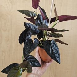 Syngonium Erythrophyllum Llano Carti. 4"pot 