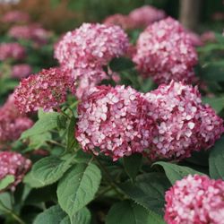 Hydrangea Invincible Ruby