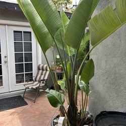 Birds Of Paradise In Planter