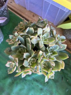 Succulent