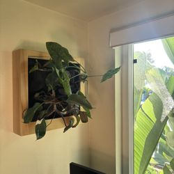 Handmade Living Plant Wall Decor - Perfect Gift For Plant Lovers