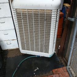 SWAMP COOLEE MOSTER COOL