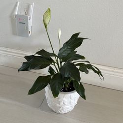 Real Decorative Plant