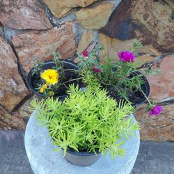 Flowering Succulent Pot Plants
