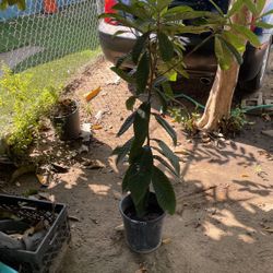 Mispherro Tree Appr. 5FT TALL
