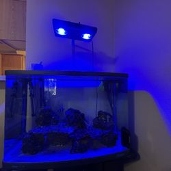 Fish Tank 