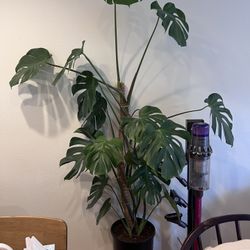 5-6ft monstera plant