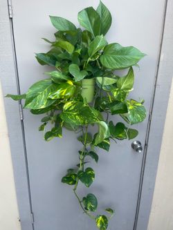Golden Pothos Trailing House Plant 6” Hanging Pot