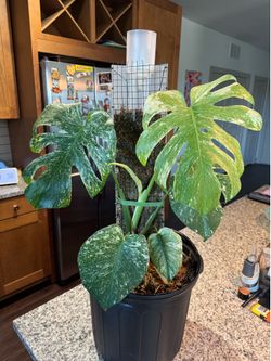 Mint monstera