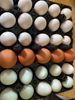Fresh eggs