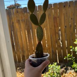 Bunny Ear Cactus 