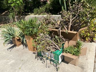 FREE Large Jade Plant Cuttings – Porch / Curb Pickup in San Dimas