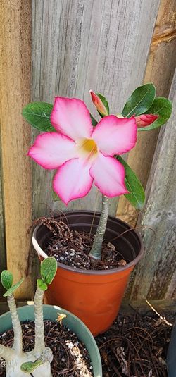 Desert Rose