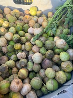 Tomatillo