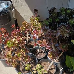 Plants Sale 3.00 N 5.00 Each Need Gone