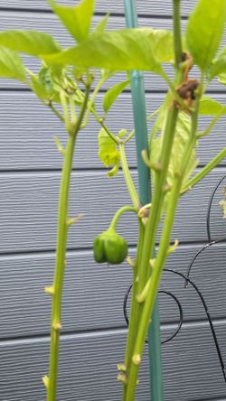 Belll Peppers