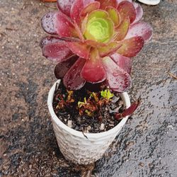 Pretty Red Sjcculent In A Wihite Pot 