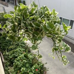 Pothos Njoy Plant