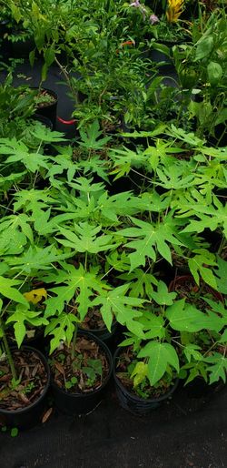 Papaya Plant 