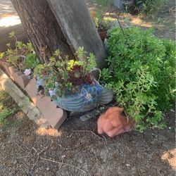 Plants For Sale 
