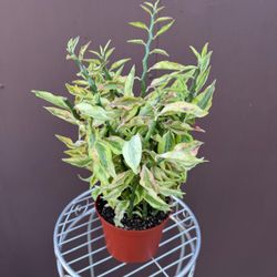 6” jacob’s ladder plant 