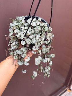 6” silver glory strings of hearts