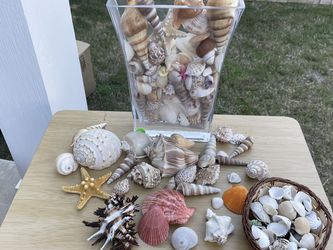 Sea Shells