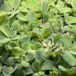 Dwarf Water Lettuce Floaters (Aquarium Filter/Shade)