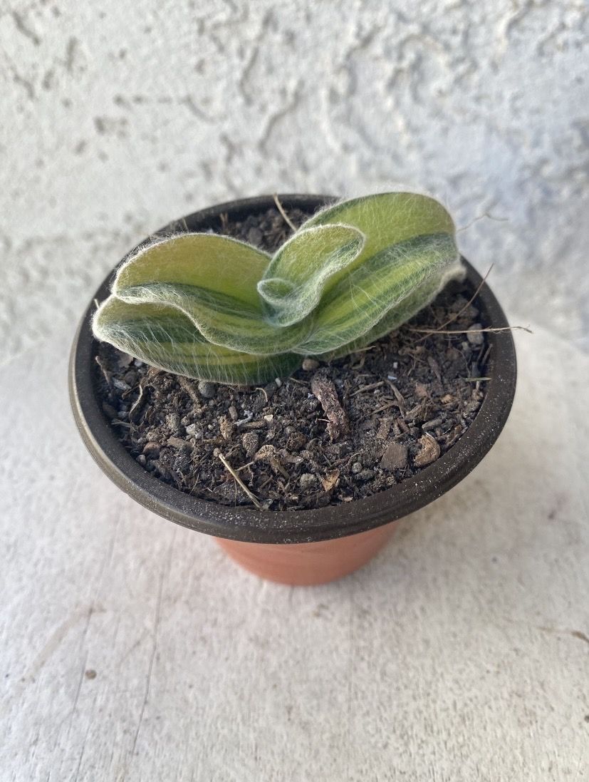 3 Inch Pot Succulent Plant - Tradescantia Sillamontana - White Velvet Wandering Dude - Rooted & Established Plant - Drought Resistant 🪴