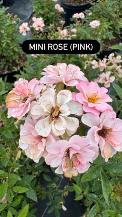 🌸 Mini Rose (Pink)