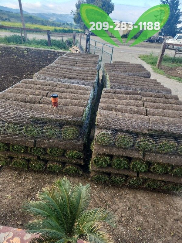 Best QUALITY Sod