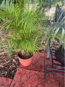 Arecas palms