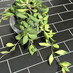Hoya sp. aff. burtoniae variegated