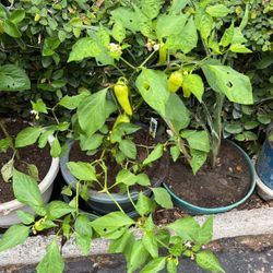 Pepper Plants In A Pot 