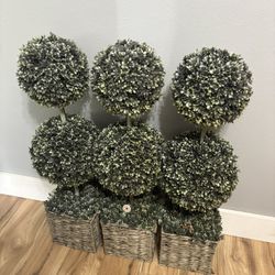 Topiary Trees 