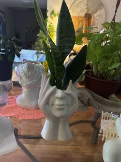 Ceramic face face with a healthy mother    -in-law plan in water base $40 each   or 2*75OBO Ceramic face face with a healthy mother-in-law plan in wat