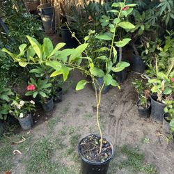 Lemon Tree