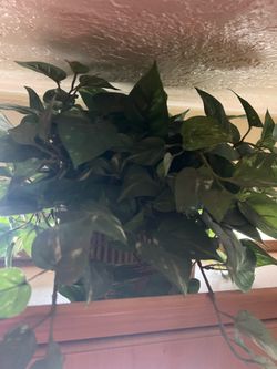 Plant decoration