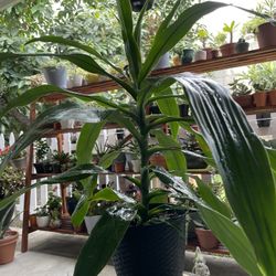 Dracaena Fragrans $18