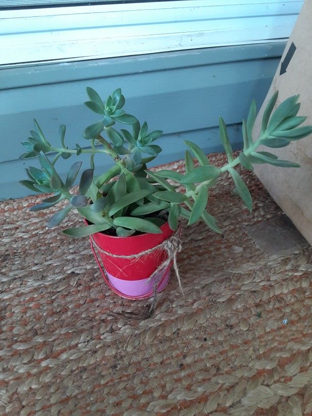 Succulents