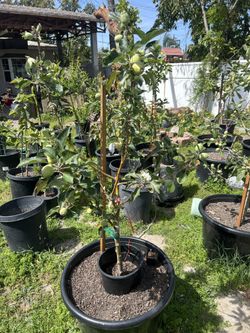 Multi Grafted Apple Tree with 6 varieties (Fruiting Now)