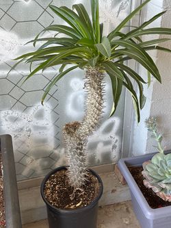 Madagascar Palm 🌴