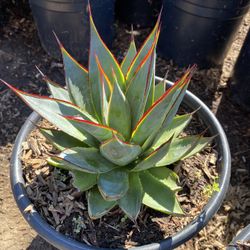 Agave Blue Glow